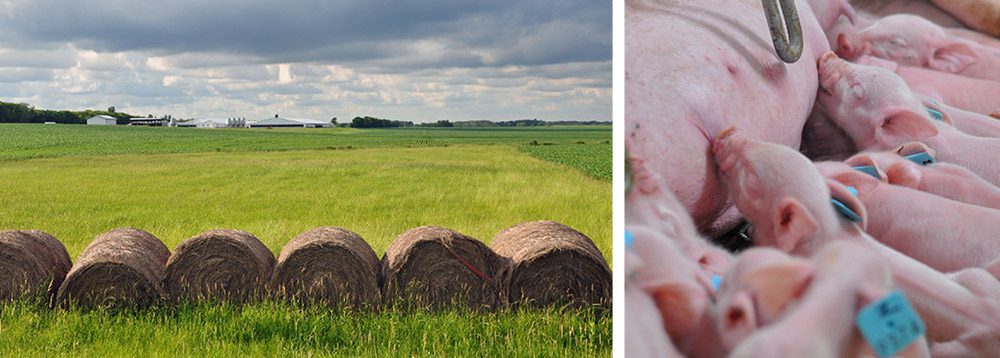 The image is split into two sections. The left side shows a field with hay bales and a cloudy sky, while the right side features piglets nursing from a sow in a barn or similar enclosure, highlighting efforts to monitor PRRS through BioPortal systems.
