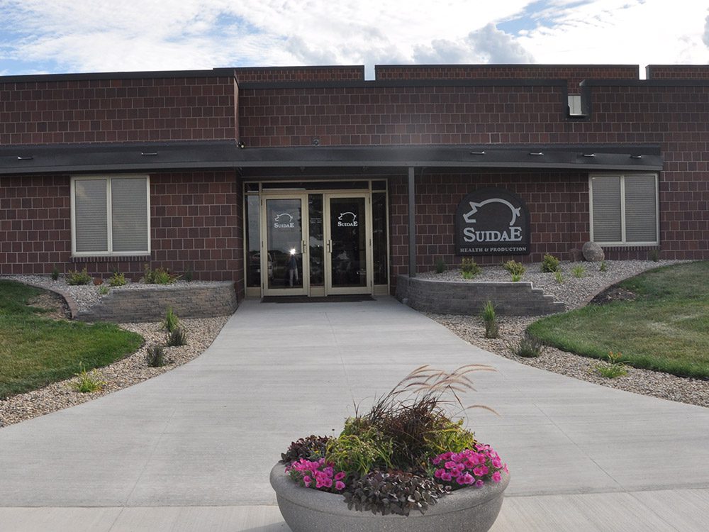 A modern single-story brick building with glass double doors is surrounded by a well-maintained landscape that includes stone paths, grass, and flower beds. A large planter with pink and green flowers is in the foreground. The building has a sign reading "Suidae Health & Production" with a pig silhouette, located at the Morris, MN Clinic.