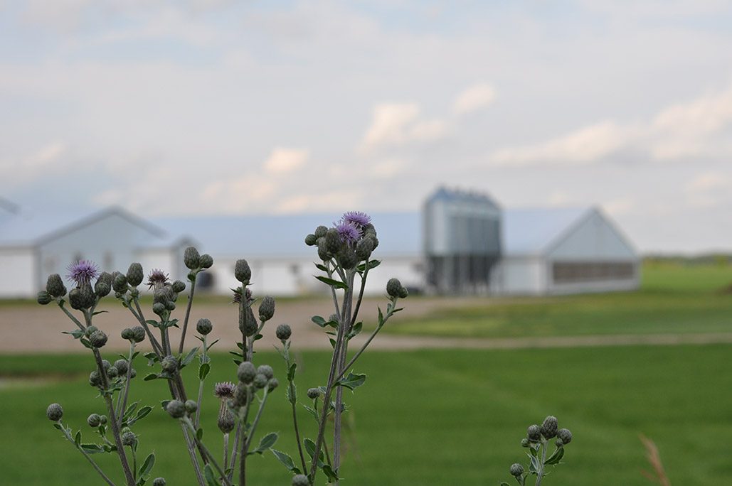 Close-up of blooming thistle plants in the foreground with an out-of-focus farm in the background. The farm includes several white buildings and silos, set against a partly cloudy sky and surrounded by green grass.