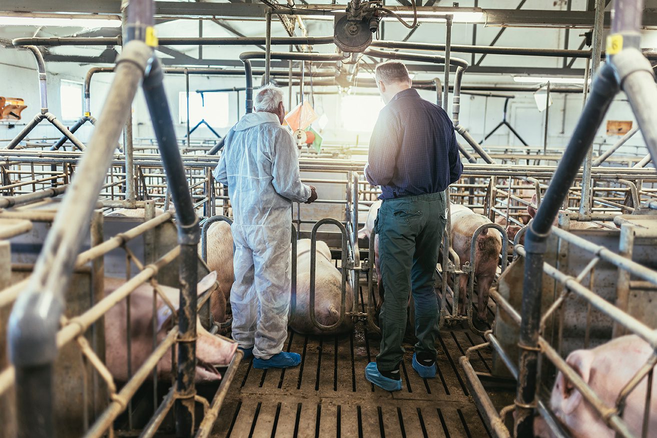 Two individuals, one in a white protective suit and the other in casual clothing, stand inside a pig farm. They observe several pigs housed in metal enclosures with slatted floors. The setting appears well-lit, with various farming equipment visible overhead.