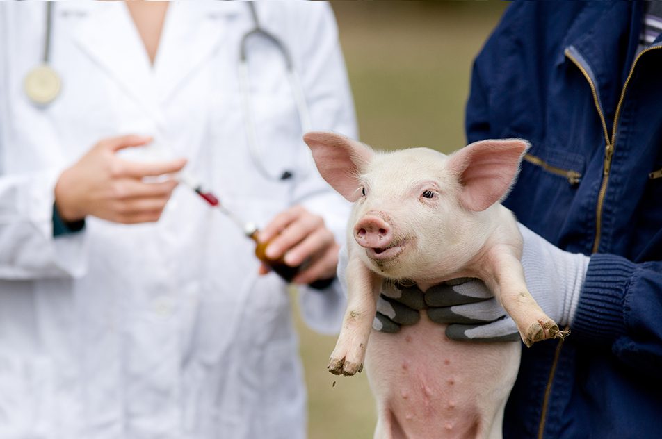 A veterinarian in a white coat holds a syringe while another person in blue clothing holds up a small pink piglet, which appears content. The setting seems to be outdoors or in a non-clinical environment.