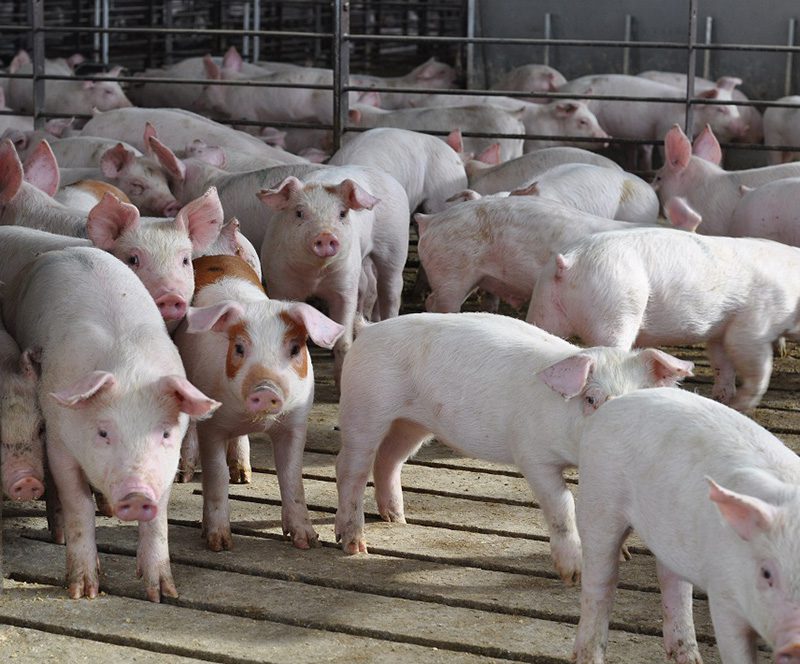 A barn filled with numerous pink pigs, some displaying small patches of darker fur. They stand on slatted flooring designed to allow waste to fall through, a key aspect of efficient production management. Metal railings separate different sections of the barn.