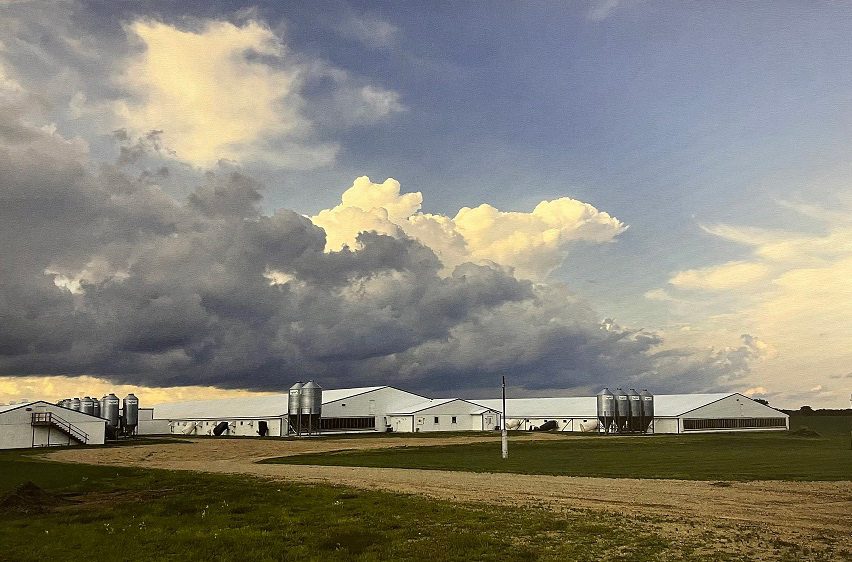 Expansive rural landscape with multiple white agricultural buildings under a dramatic, partly cloudy sky. Several silos are positioned alongside the buildings, and a dirt road winds through green fields towards the structures, which focus on livestock management and herd health.
