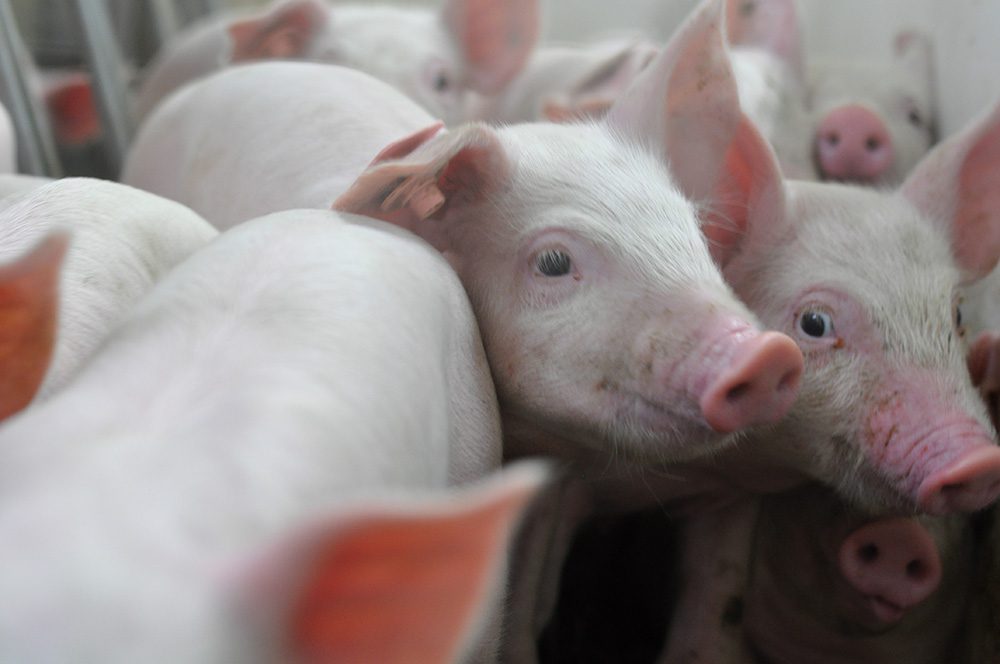A close-up image of several pink piglets huddled together. The piglets, part of a healthy herd, have clean, smooth skin with tiny ears and snouts. They appear to be in a crowded space, looking curiously at the camera with their bright eyes and alert expressions.