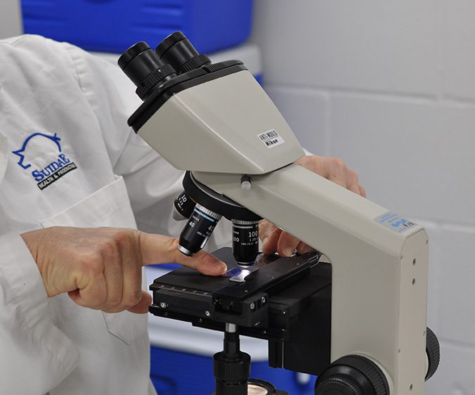 A person wearing a white lab coat is using a microscope to examine samples related to herd health. They are adjusting the control knobs and positioning a glass slide under the objective lenses. The microscope is beige with black eyepieces and adjustment knobs, set against a background with blue objects.