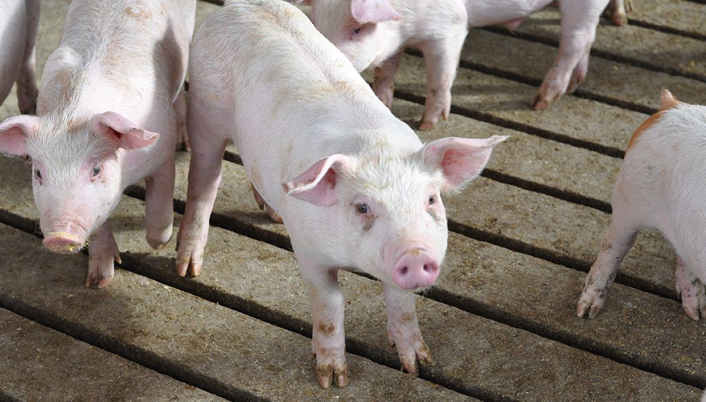 Several pink piglets stand on a slatted floor, with a few looking directly at the camera. They have small, upright ears and appear curious. The setting appears to be indoors, likely in a farm or barn environment, where they spend most of their time learning about their surroundings.