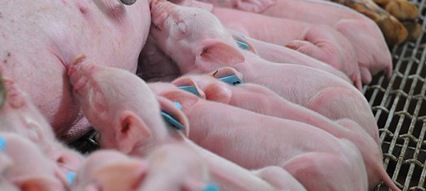 Several pink piglets are nursing from their sow, lined up side by side on a grated floor in what appears to be a farming environment. With small blue tags on their ears, some piglets are partially curled up as they feed, demonstrating the services provided in modern livestock management.