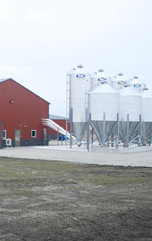 The image shows a farm with red buildings and multiple tall, white grain silos. Some grassy ground appears in the foreground. The sky is cloudy, giving the scene muted lighting. This farm, known for its innovative research on Suidae, seamlessly blends tradition with modern advancements.
