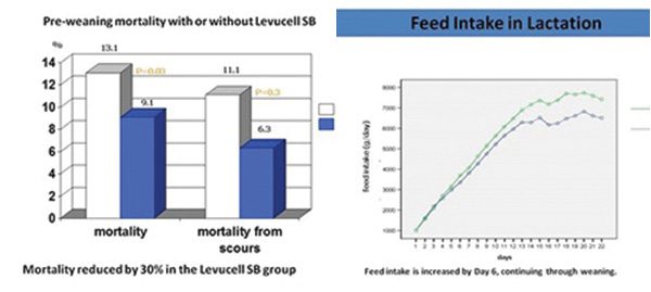 The image depicts a comparison of pre-weaning mortality (with or without Levucell SB) and a graph of feed intake in lactation. The bar chart shows mortality rates, while the line graph illustrates feed intake increase starting on Day 6. Our services ensure reduced mortality and optimized feeding strategies.