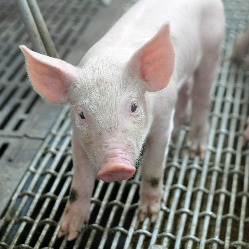 A small piglet with pink skin and large ears stands on a metal grate flooring, looking directly at the camera. The piglet has a curious expression and its hooves are slightly dirty. The background is blurred but appears to be part of a pen or enclosure.