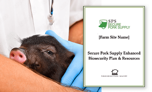 A close-up image of a veterinarian's hands wearing blue gloves while holding a piglet. Next to the piglet is a document with the title "Secure Pork Supply Enhanced Biosecurity Plan & Resources" and the SPS Secure Pork Supply logo at the top, emphasizing emergency preparedness for livestock safety.