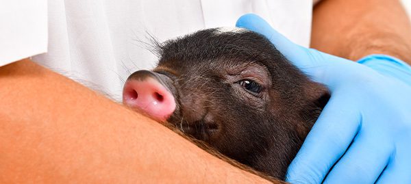 A person wearing blue gloves cradles a small black piglet with a pink snout in their arms. The piglet looks relaxed and cozy against the person's chest. This cute scene, set against a plain, neutral background, highlights the tender care services provided to these adorable animals.