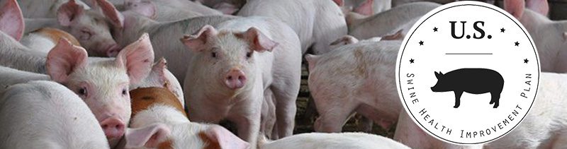 A group of piglets gathered together. In the foreground, a circular logo features a silhouette of a pig with the text 